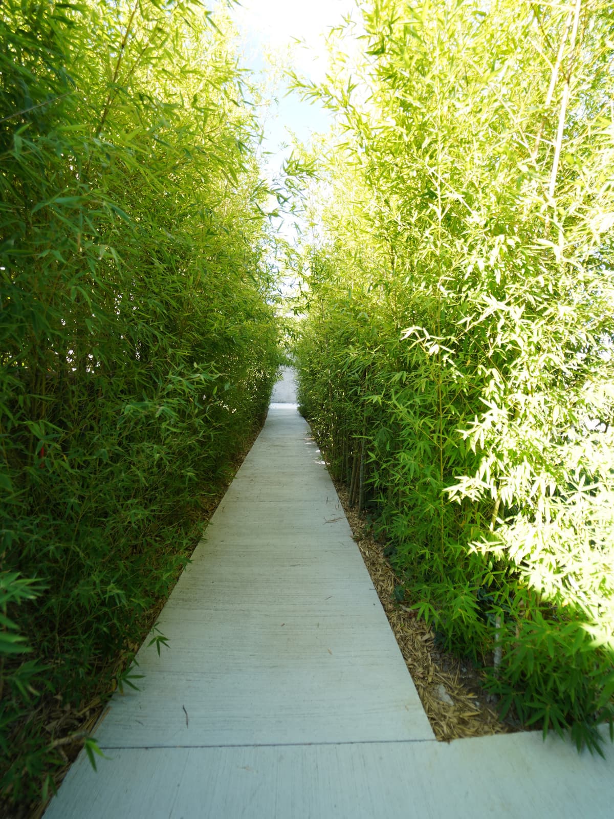 L'allée de bambous menant au fond du jardin